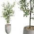 AV Indoor Plants Set 386 Warneckii Lemon and Ficus Cyathistipula and Cunjevoi Jardin and Olive Eucalyptus - Thumbnail 3