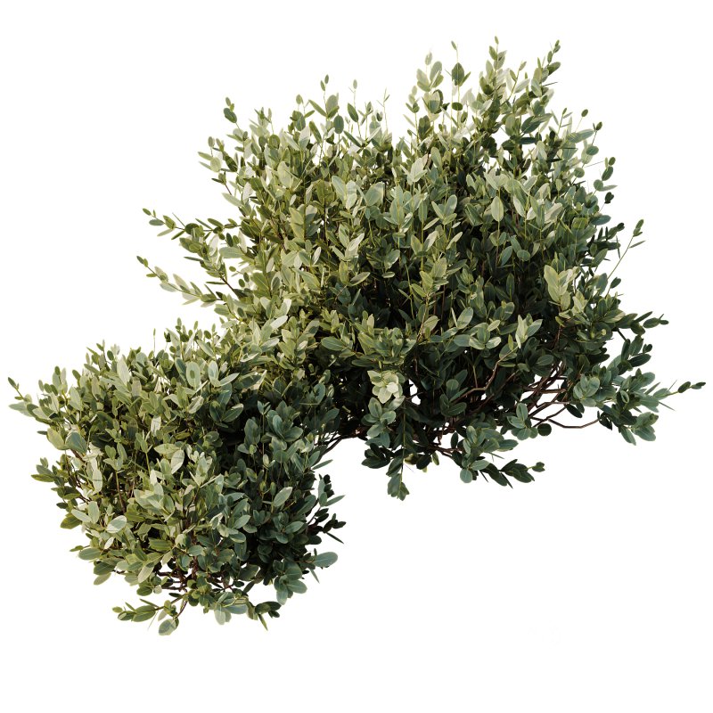 ntal olive shrubs, designed for realistic garden visualization and architectural landscaping. Image 8