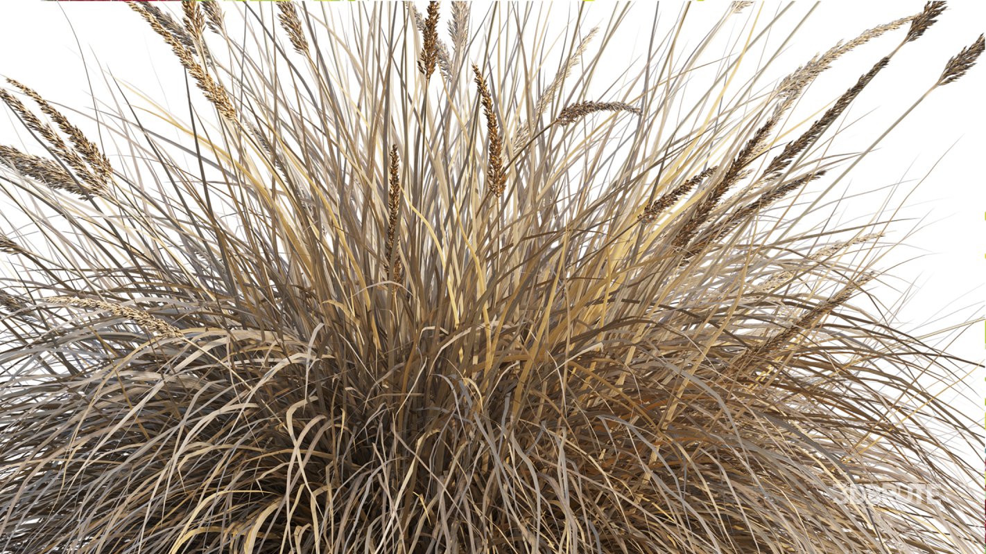 Collection 22 – Australian Plants Image 33