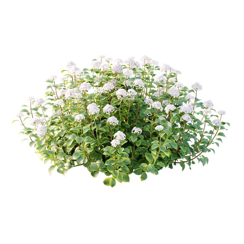 hydrangea arborescens Bush 07 Image 4