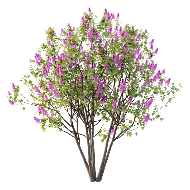 Lilac Syringa Vulgaris Tree 07 Image 4