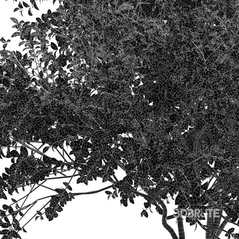 AV Juniperus chinensis Spartan and Big Joy Perfume Orange Michelia Champaca Image 5