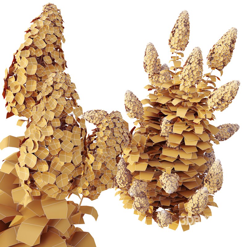 AV 7 different spring bushes Hydrangea Levana Grassberry and Cistus Albidus Zistrose Image 3