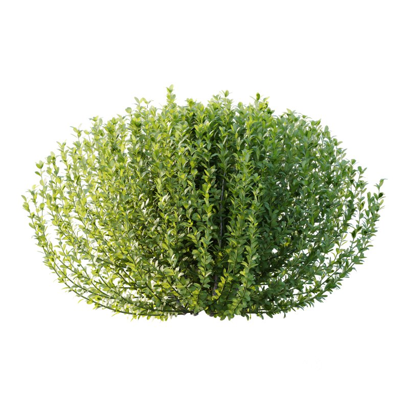 Leucophyllum frutescens Bush 02 Image 5