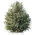 AV Montra Olive Bush and Gray Box Westringia Fruticosa Coastal Rosemary - Thumbnail 3