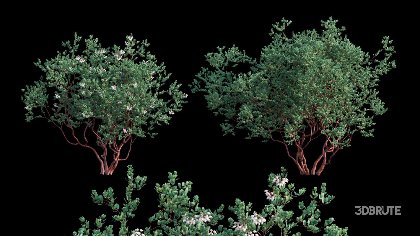 Collection 22 – Australian Plants Image 4