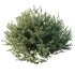 ntal evergreen shrubs, designed with exceptional precision for architectural visualization and landscape rendering. - Thumbnail 1