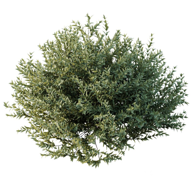 ntal evergreen shrubs, designed with exceptional precision for architectural visualization and landscape rendering. Image 1