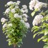 hydrangea arborescens Bush 10 - Thumbnail 3