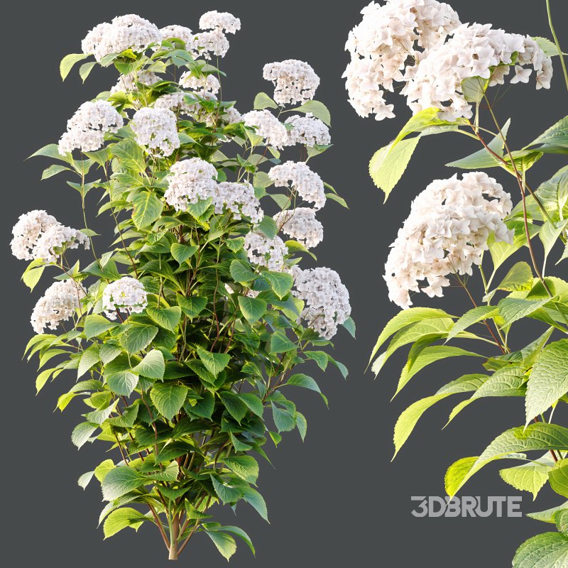 hydrangea arborescens Bush 10 Image 3