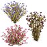 Multicolor Phlox Bush Arrangement - Thumbnail 4