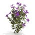 Purple Phlox Bush Arrangement - Thumbnail 3