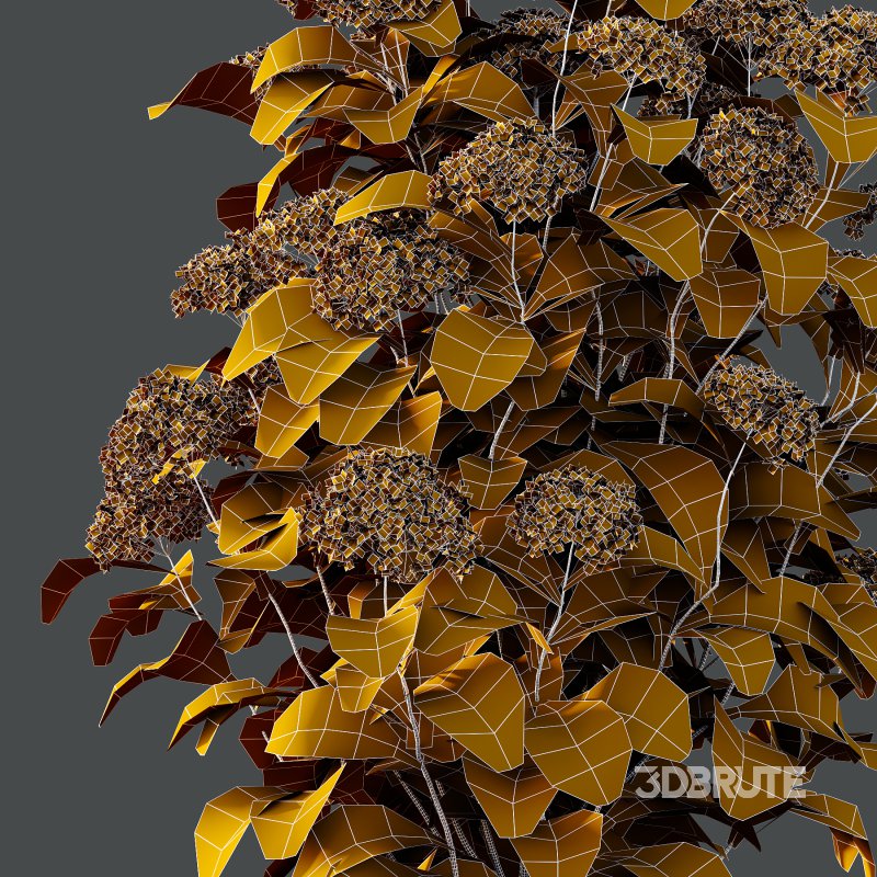 hydrangea arborescens Bush 10 Image 5