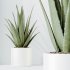 AV Indoor Plants Set 387 Aloe Vera and Olive and Peace Lily and Deliciosa Large Leaf - Thumbnail 1