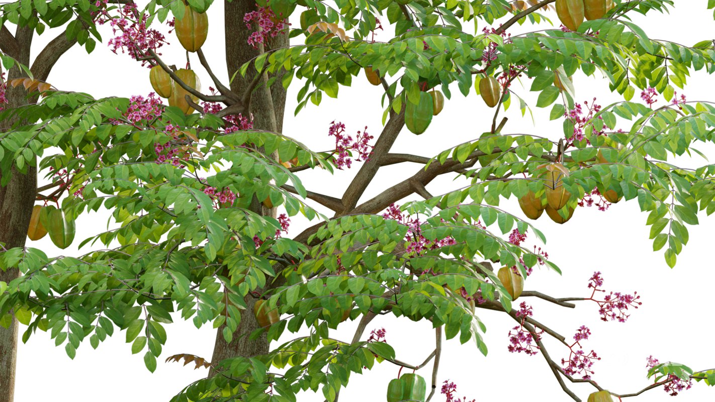 Collection 19 – Japanese garden Image 9