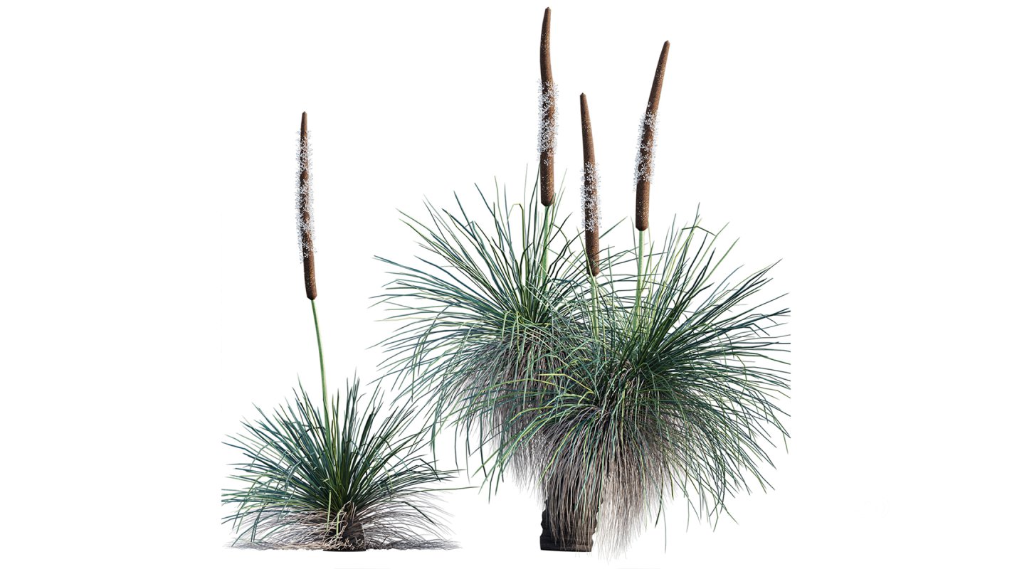 Collection 22 – Australian Plants Image 27