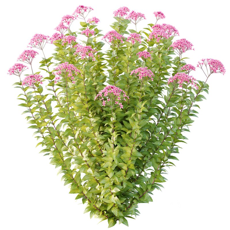 Spirea Japonica Bush 06 Image 7