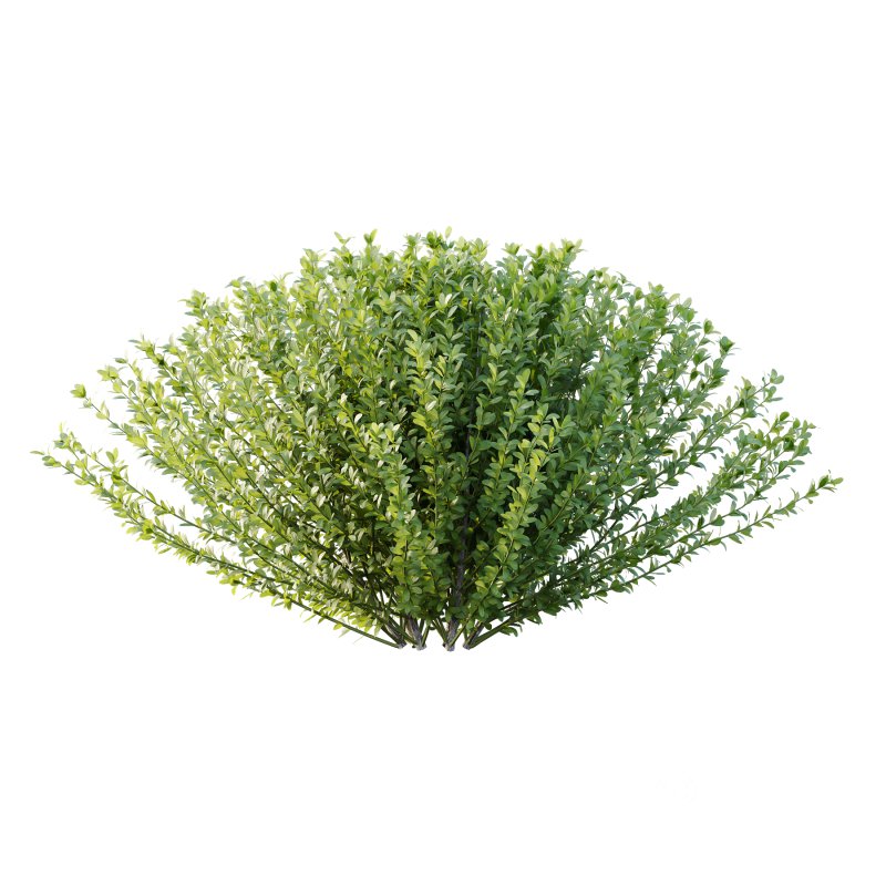 Leucophyllum frutescens Bush 02 Image 1