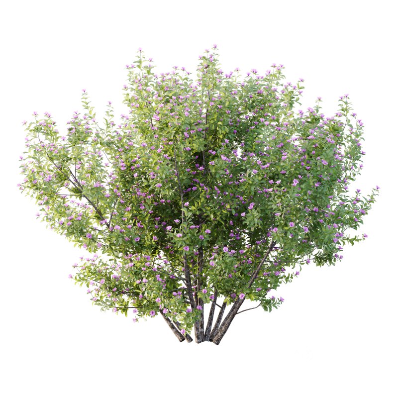 Leucophyllum frutescens Bush 08 Image 3