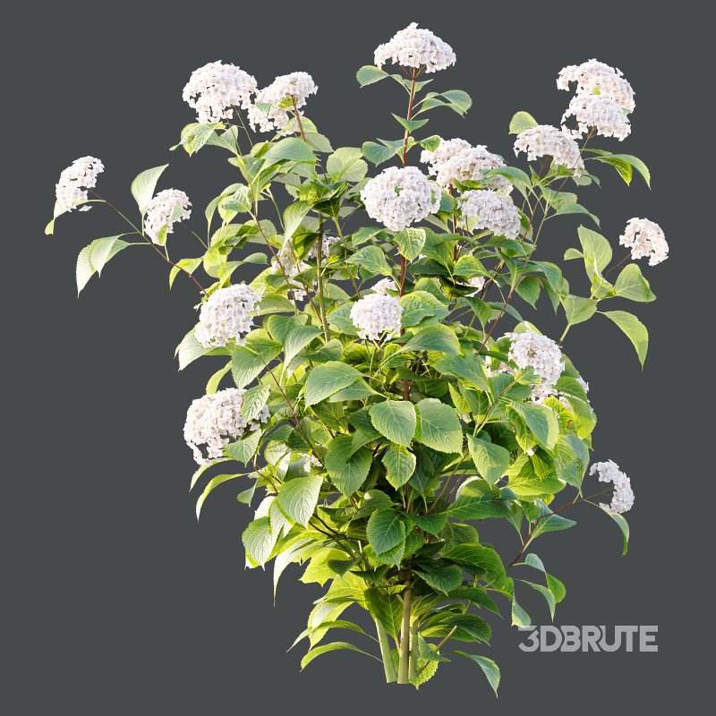 hydrangea arborescens Bush 09 Image 5