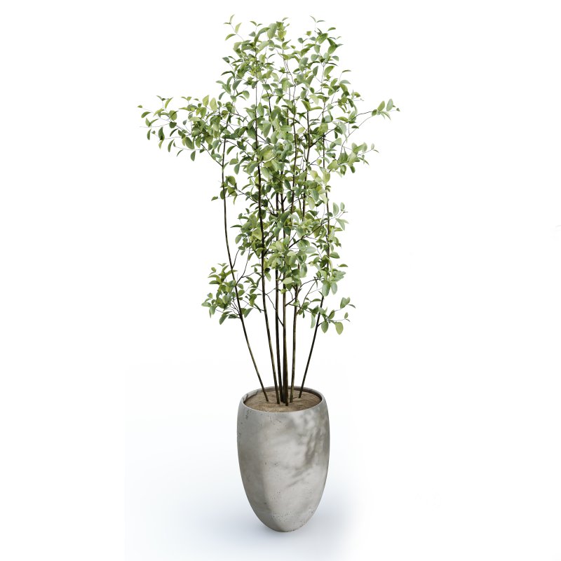 AV Indoor Plants Set 385 Europaea Olive Eucalyptus and Arbequina Olive Image 3