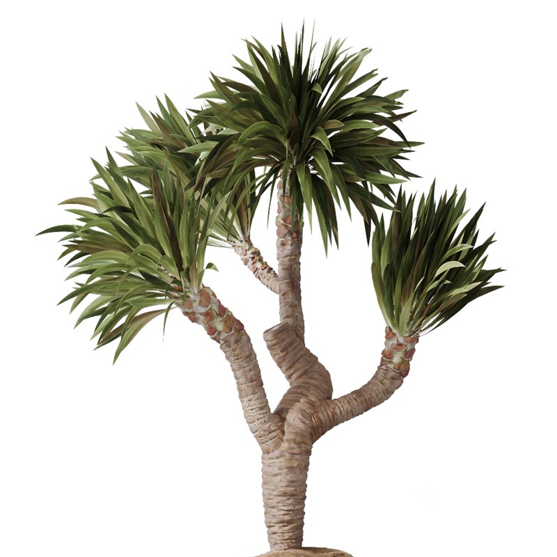 AV Indoor Plants Set 369 Olive and Banana Nicolai and Yucca Elephantipes and Dracaena Warneckii Image 2