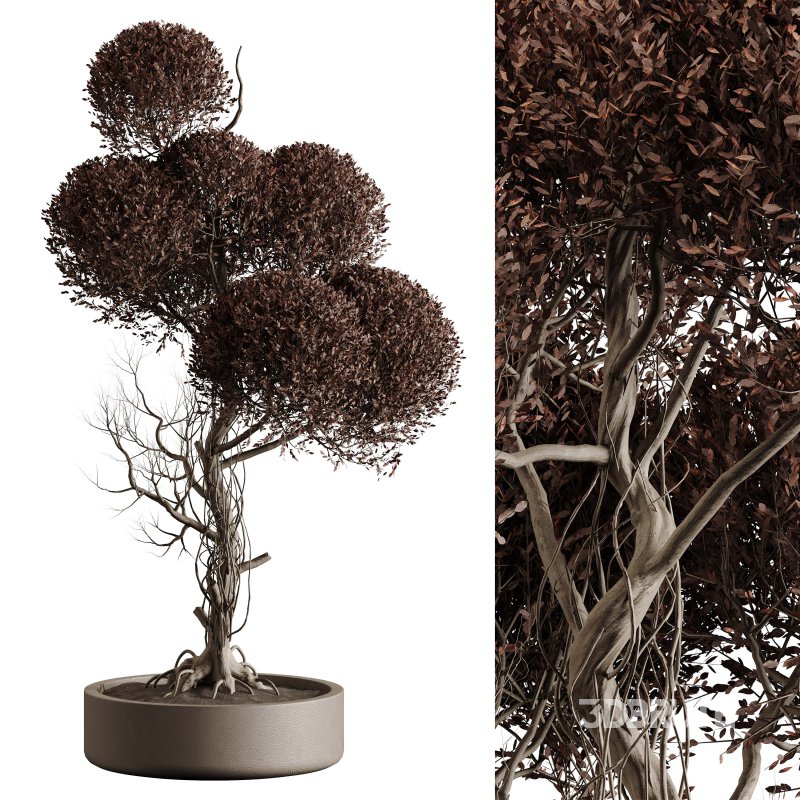 Indoor plant 076 Image 2