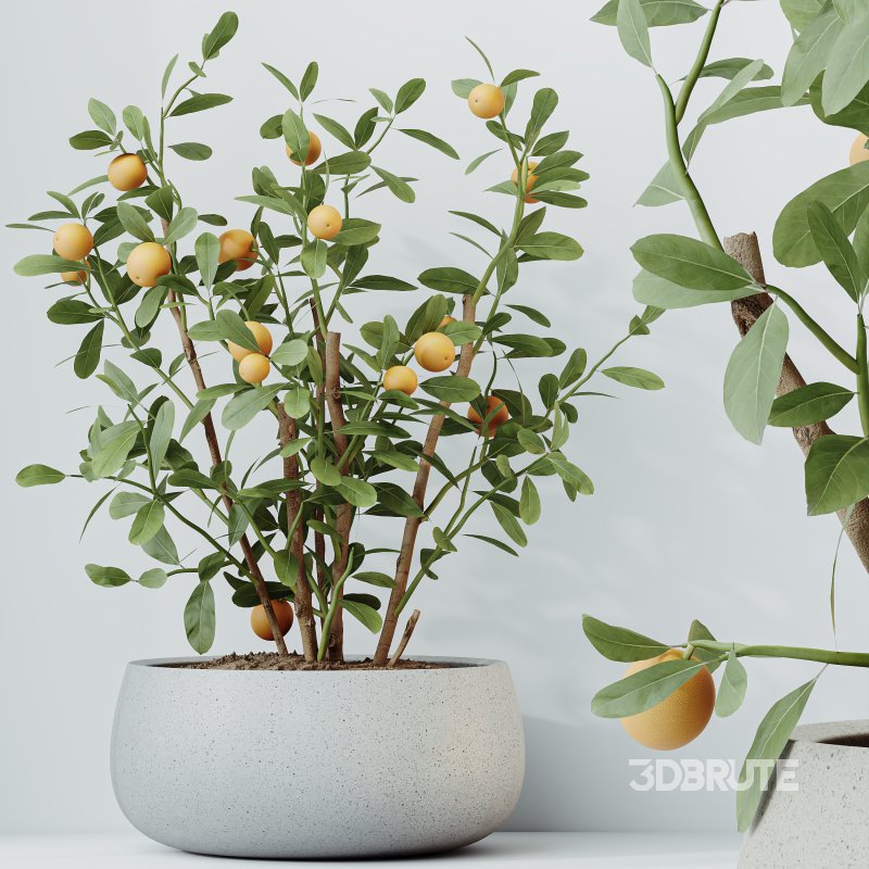 AV Indoor Plants Set 382 Orange Tree and Yucca and Japandi Decorative and Cunjevoi Alocasia Image 2