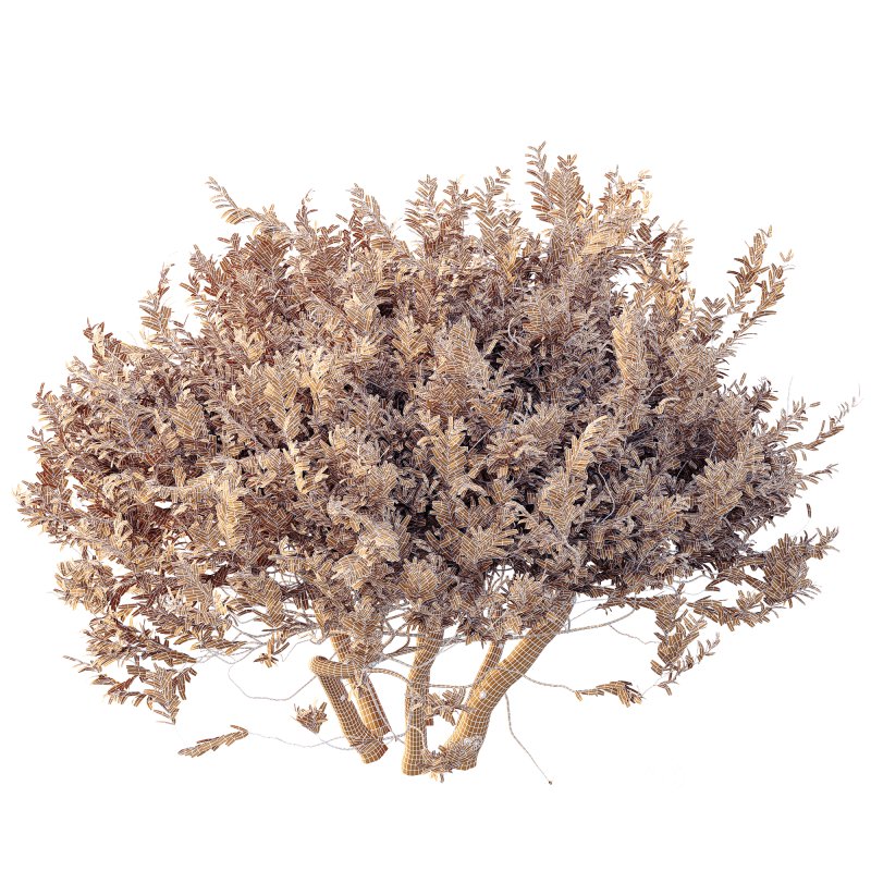 ntal shrub highly valued for its decorative foliage and sculptural form. Its dense crown of silver-green leaves and textured branches makes it a perfect choice for elegant gardens, modern courtyards, and naturalistic landscapes. Native to southern Europe, this shrub is both resilient and beautiful, offering authentic Mediterranean charm. Designed with detailed 4K textures and optimized topology, this model is ideal for high-quality architectural visualization, outdoor renders, and landscape design projects. Image 3