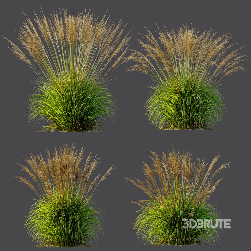 ntal grasses, designed for photorealistic landscape visualizations. Image 9