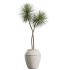 AV Indoor Plants Set 391 Olive and Banana and Spineless Yucca and Ficus Elastica - Thumbnail 2