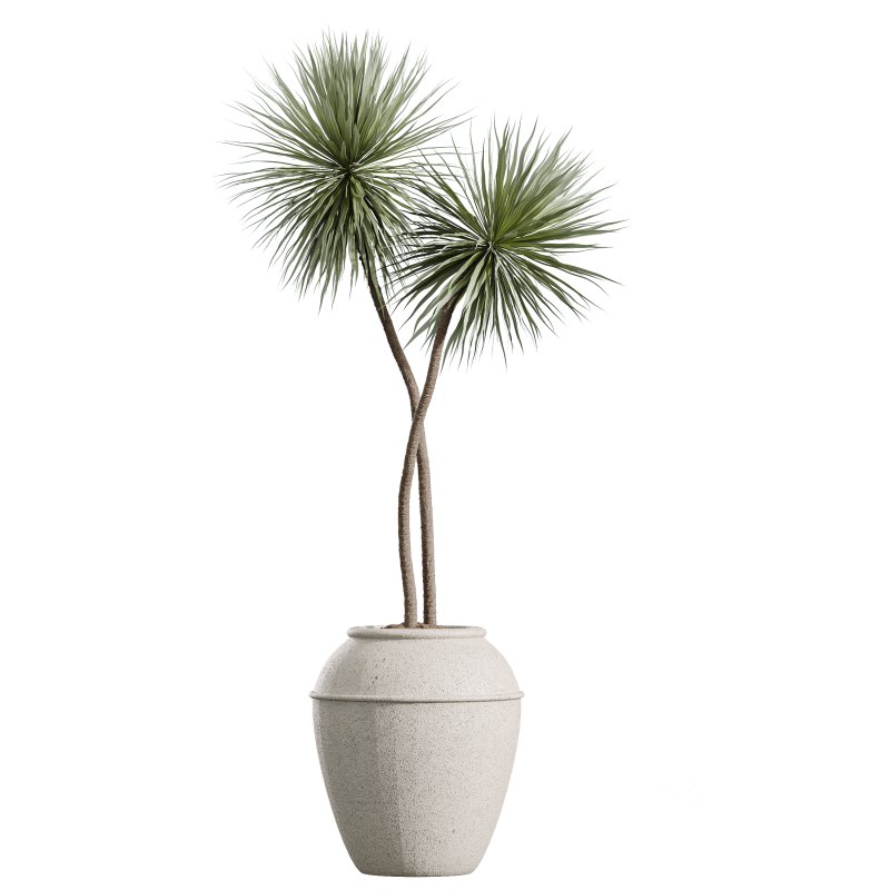 AV Indoor Plants Set 391 Olive and Banana and Spineless Yucca and Ficus Elastica Image 2