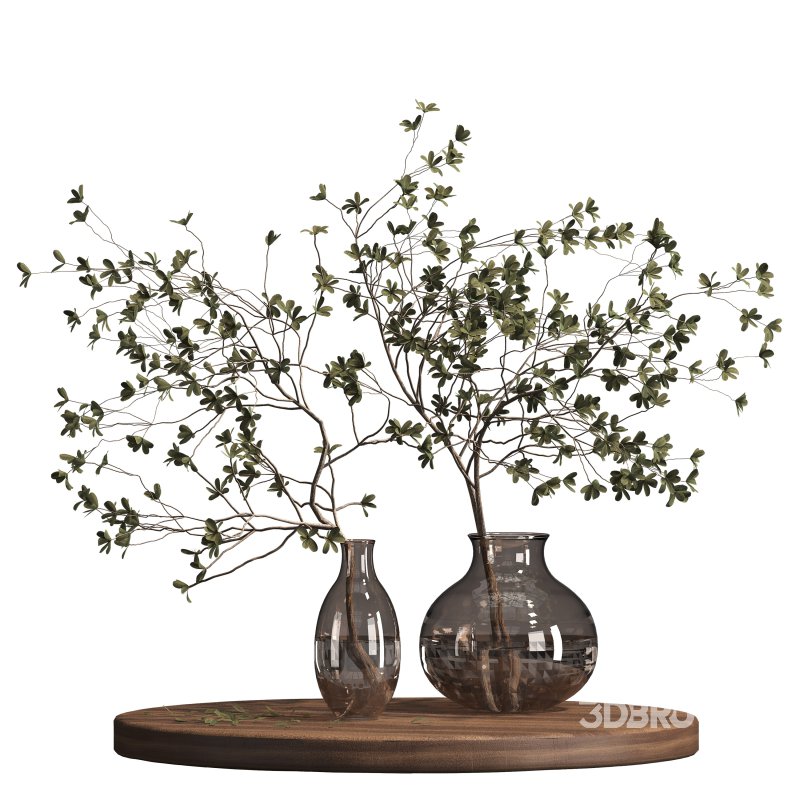 Indoor plant 075 Image 4