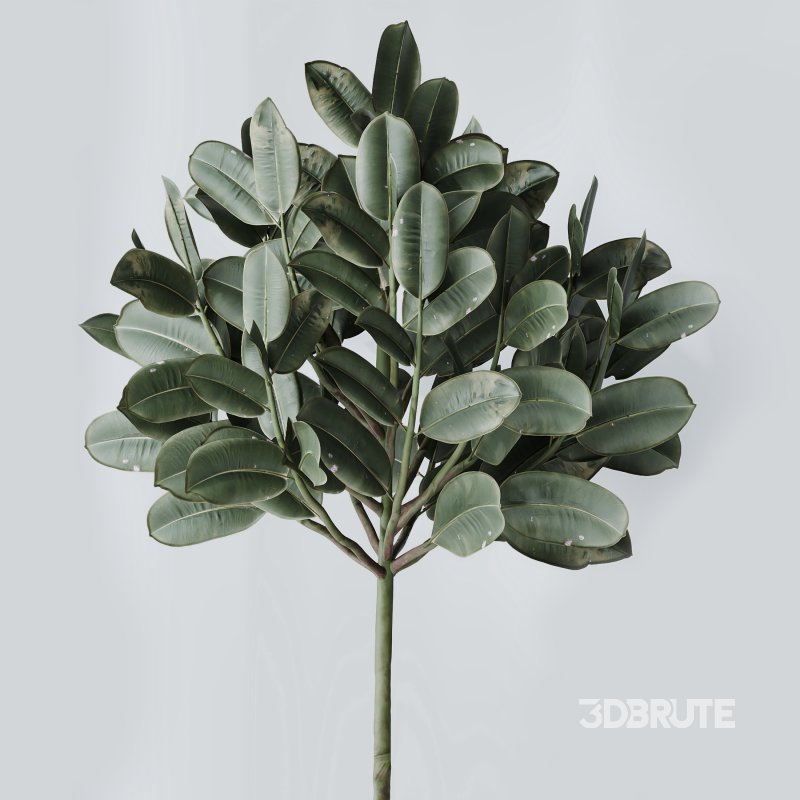 AV Indoor Plants Set 374 Ficus Elastica and Euphorbia Drupifera and Olive Artificial and Snake Sansevieria Image 5