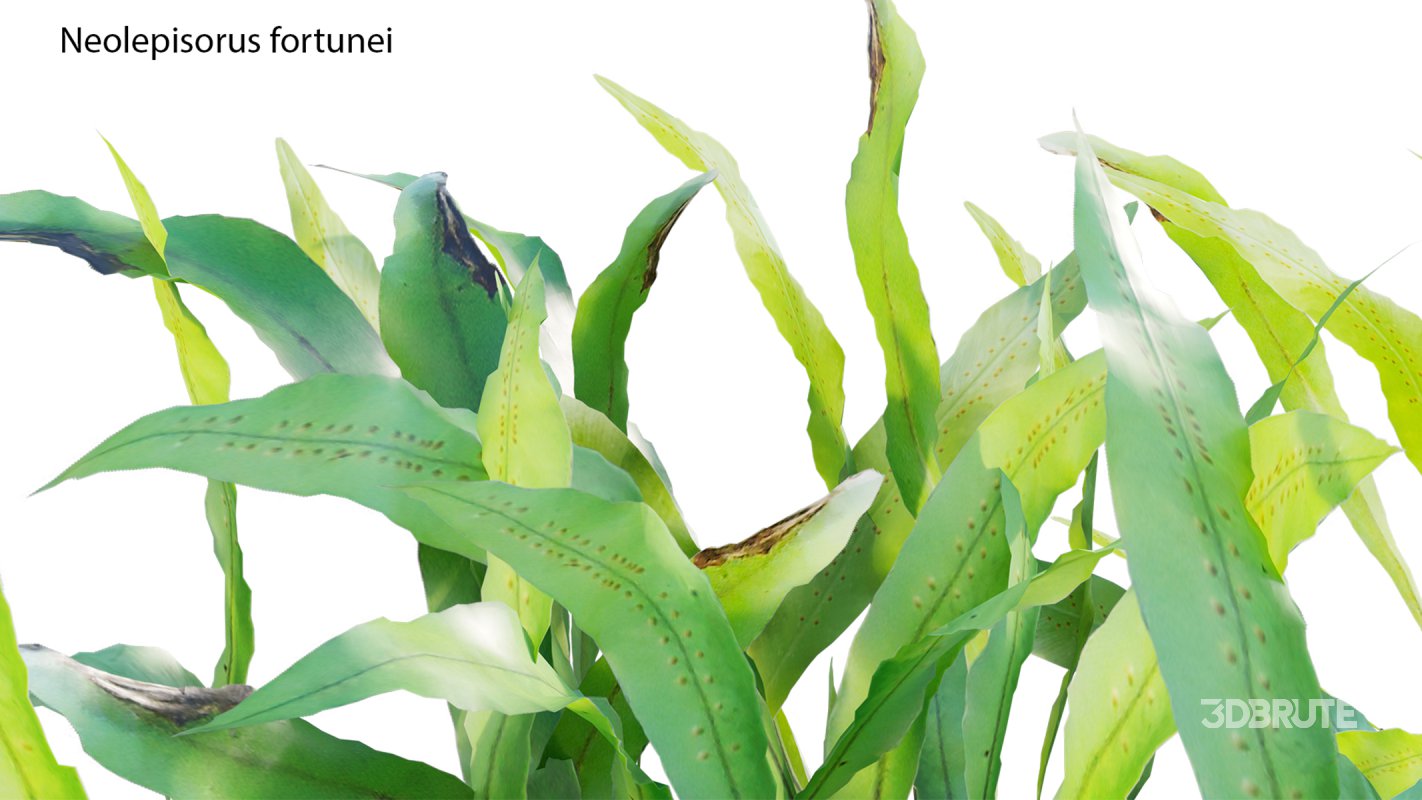 Collection 21 – Vertical garden – Green wall Image 17