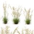 ntal grass prized for its tall, arching stems crowned with golden seed heads. This 3D model set includes six unique variations of the plant, meticulously designed to capture the natural elegance and movement of its fine, feathery plumes. Perfect for modern garden scenes, landscape visualizations, or architectural exteriors, each model brings depth, realism, and a gentle sense of motion to your render. - Thumbnail 11
