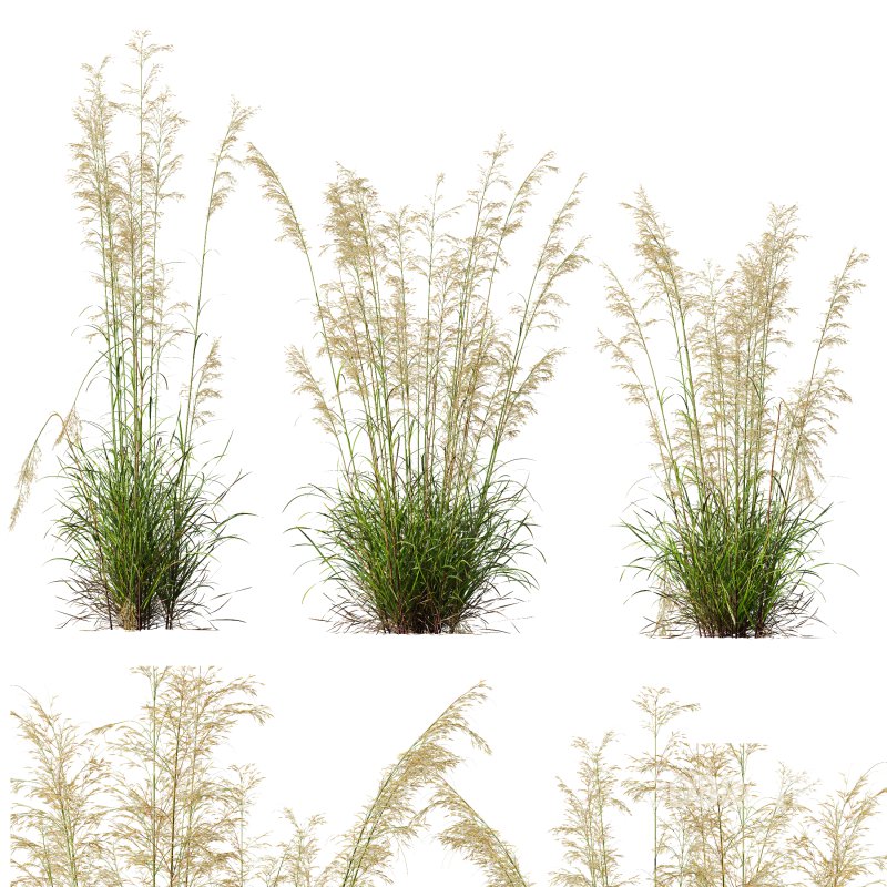 ntal grass prized for its tall, arching stems crowned with golden seed heads. This 3D model set includes six unique variations of the plant, meticulously designed to capture the natural elegance and movement of its fine, feathery plumes. Perfect for modern garden scenes, landscape visualizations, or architectural exteriors, each model brings depth, realism, and a gentle sense of motion to your render. Image 11