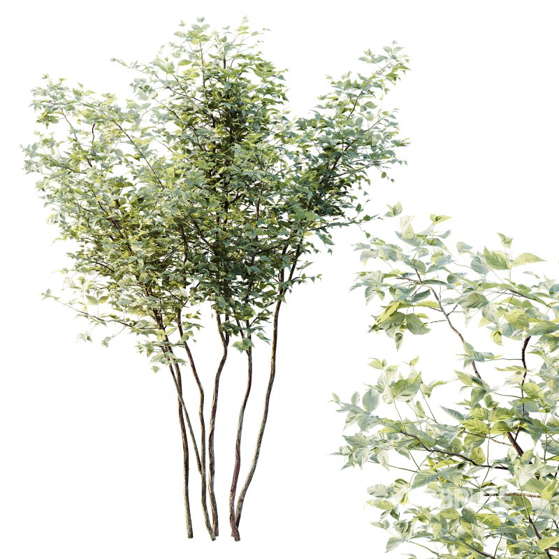 AV Plants Bush Small Image 2