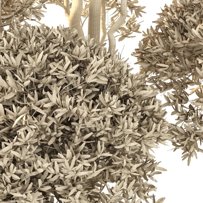 Autumn Shaped Tree Image 3