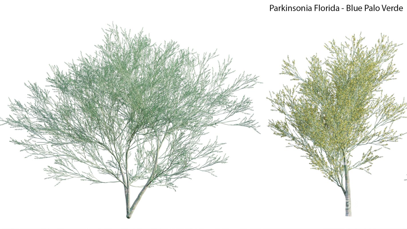 Collection 23 – Mexican Plants Image 10