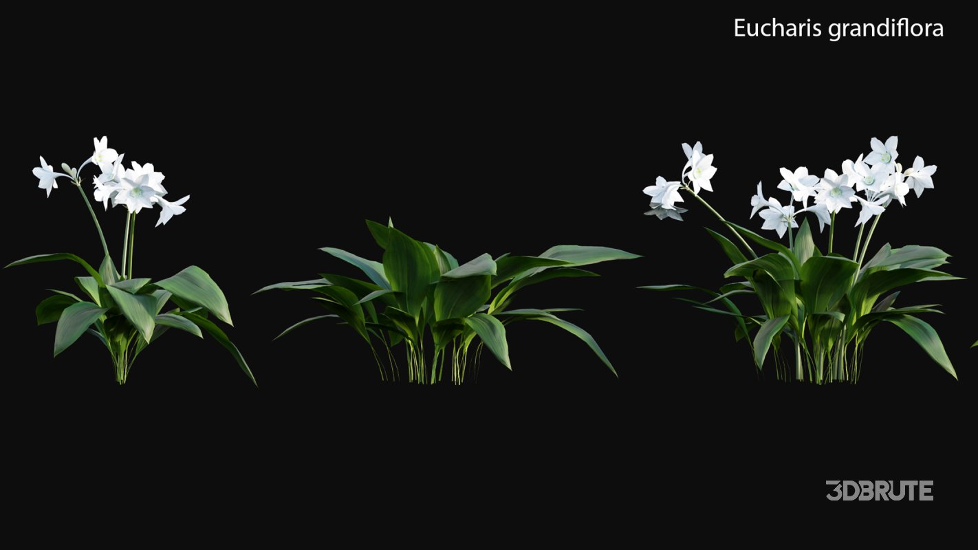 Collection 19 – Japanese garden Image 19