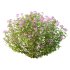 Spirea Japonica Bush 01 - Thumbnail 3