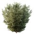 ntal olive shrubs designed for realistic architectural visualization and Mediterranean landscape rendering. - Thumbnail 5