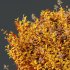 ntal shrubs, carefully crafted for high-quality landscape and architectural visualization. - Thumbnail 10