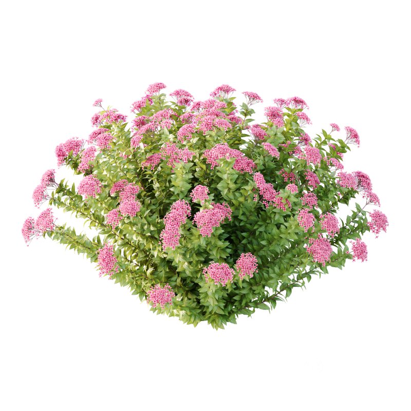 Spirea Japonica Bush 08 Image 1