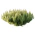 Pinus Mugo plant 06 - Thumbnail 2