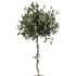 AV Indoor Plants Set 370 ParadiseBird and Zamiifolia and Ficus Microcarpa and olive - Thumbnail 1