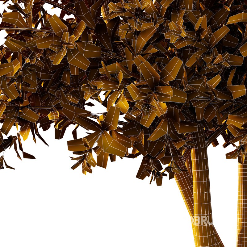 Leucophyllum frutescens Bush 05 Image 5