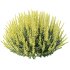 AV Spring bushes Spiraea Cinerea Grefsheim Flowering and Calluna Vulgaris Helena - Thumbnail 4