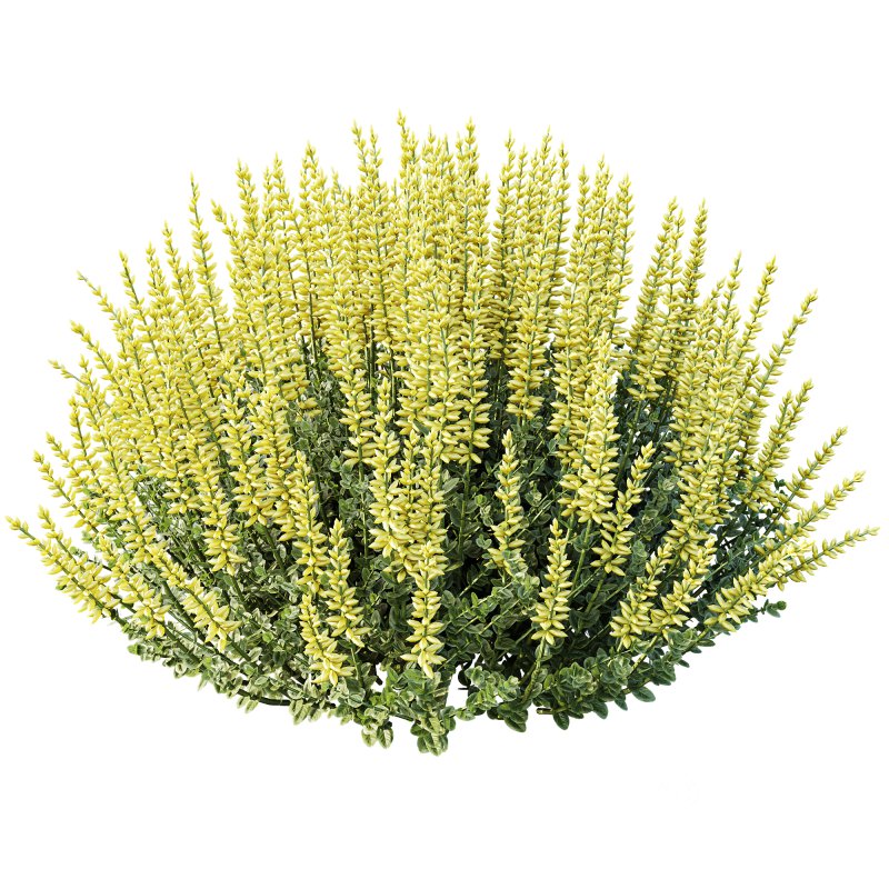 AV Spring bushes Spiraea Cinerea Grefsheim Flowering and Calluna Vulgaris Helena Image 4